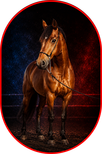 Caballos